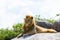 Male East African lion on a rock