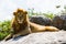 Male East African lion on a rock