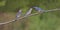 Male Eastern Bluebird Feeding Nestlings