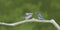 Male Eastern Bluebird Feeding Open-Mouthed Fledgling