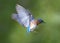 Male Eastern bluebird flying in perfect light