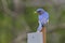 Male Eastern Bluebird with a Grasshopper in its Beak