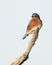 Male Eastern Bluebird perched on a dead branch