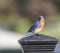 Male Eastern Bluebird Rests on Post