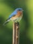 Male Eastern Bluebird (Sialia sialis)