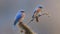 Male Eastern Bluebird (Sialia sialis) on a branch