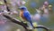 Male Eastern Bluebird (Sialia sialis) on a branch with flowers