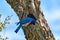 Male Eastern Bluebird Sialia sialis perched on edge on nesting hole feeding chicks in Texas