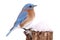 Male Eastern Bluebird in Snow