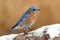 Male Eastern Bluebird in Snow