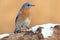 Male Eastern Bluebird in Snow