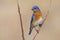 Male Eastern Bluebird in the Springtime Air