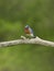 Male Eastern Bluebird with Worm