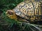Male Eastern Box Turtle Side Profile