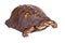Male eastern box turtle (Terrapene carolina carolina) isolated o
