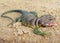 Male Eastern Collared Lizard, Crotaphytus collaris