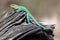 A male Eastern Collared lizard sunning himself on a branch