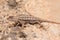 Male Eastern fence Lizard