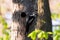 Male Eastern hairy woodpecker seen in vertical profile griping a tree trunk next to its nest