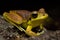 Male eastern Stony Creek Frog Litoria wilcoxii