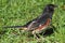 Male Eastern Towhee (Pipilo erythrophthalmus)