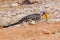 Male Eastern Yellow-billed Hornbill - Tockus flavirostris