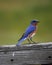 Male Eastren Bluebird Sialia sialis portriat