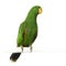 Male Eclectus Parrot