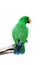 Male eclectus parrot