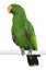 Male Eclectus Parrot