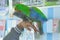 Male Eclectus Parrot, age five months. The birds stretch wings