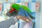 Male Eclectus Parrot, age five months. The birds stretch wings