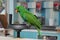 Male Eclectus Parrot, age two months.