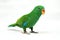 Male Eclectus Parrot, age two months.