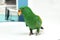 Male Eclectus Parrot, age two months.