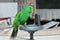 Male Eclectus Parrot, age two months.