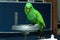 Male Eclectus Parrot, age two months.