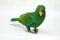 Male Eclectus Parrot, age two months.