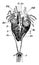 Male Edible Frog Genital Organs, vintage illustration