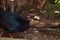 Male Edwards pheasant called Lophura edwardsi