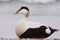 Male Eider close-up