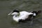 Male eider duck