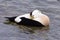 Male eider duck resting, lake Zurich