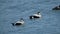 Male eider ducks in Seahouses harbor0. Northumberland0. UK.