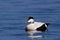 Male Eider swimming