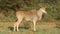 Male eland antelope