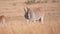 male eland antelope grazing at masai mara in kenya-  4K 60p