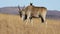 Male eland antelope with pied crow