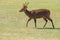 Male eld`s deer, thamin, brow-antlered deer in green grass field