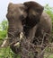 Male Elephant Bull breaking branches.